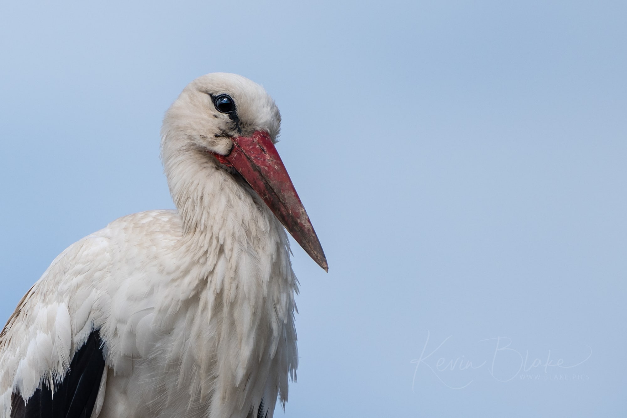 Stork Profile, taken in Cristian, Sibiu County, Romania