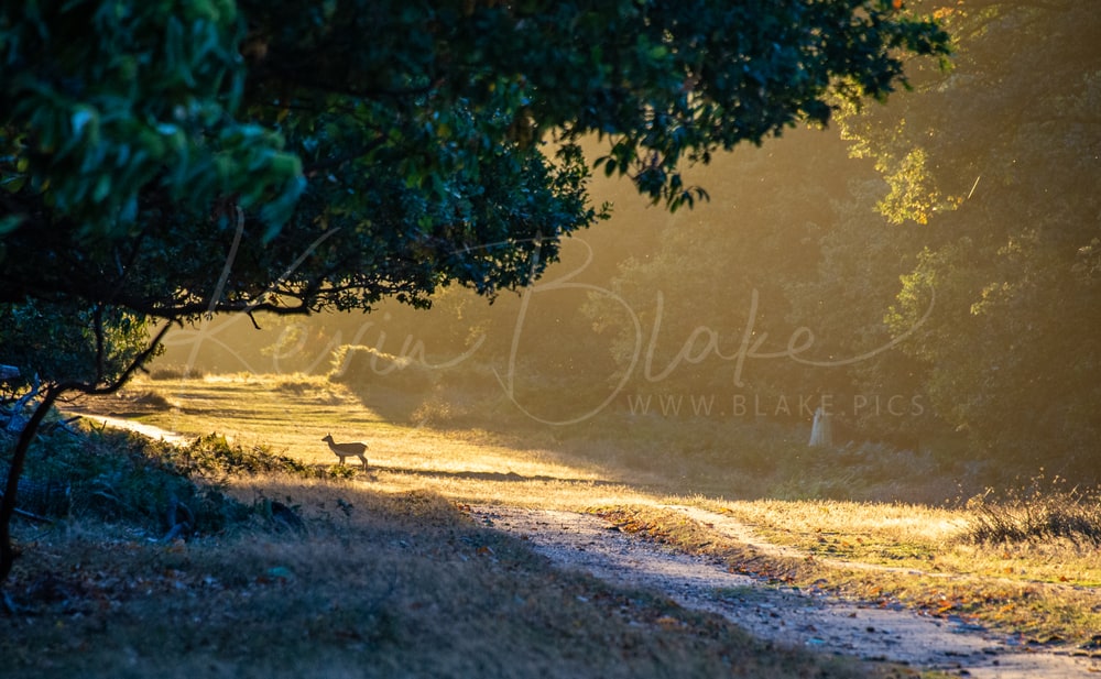 Deer crossing a path through golden sunrise light and mist, Richmond Park, London