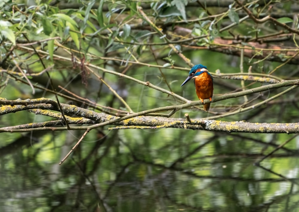 Male Kingfisher Keeping An Eye Out Near Stocker's Lake