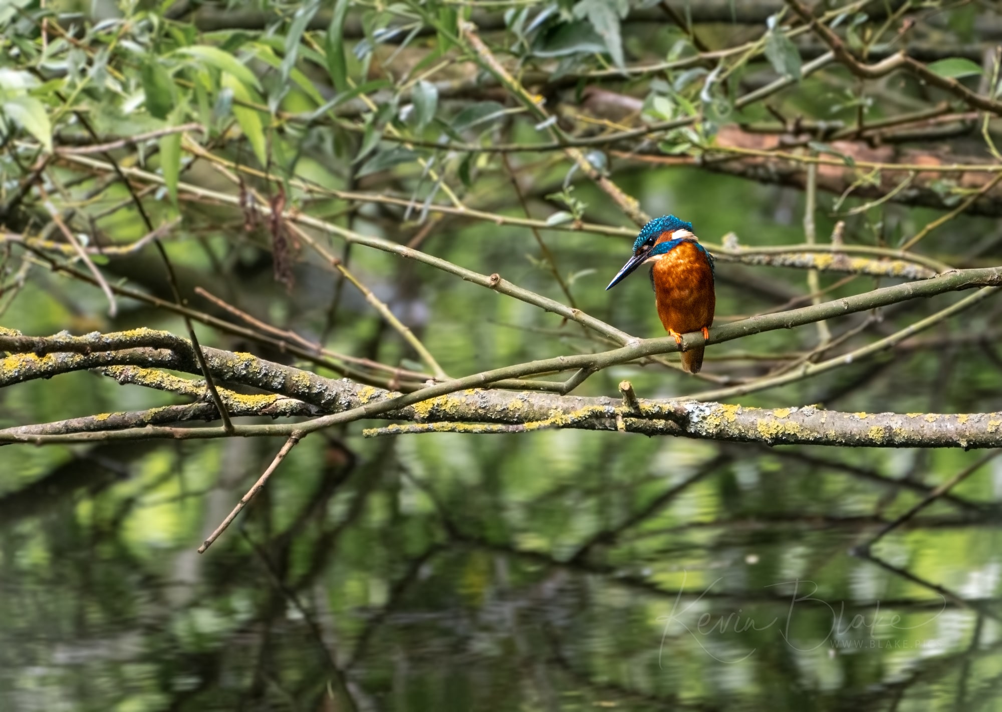 Male Kingfisher Keeping An Eye Out Near Stocker's Lake