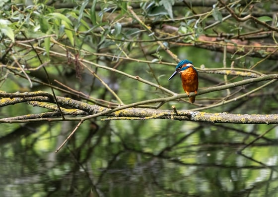 Male Kingfisher Keeping An Eye Out Near Stocker's Lake