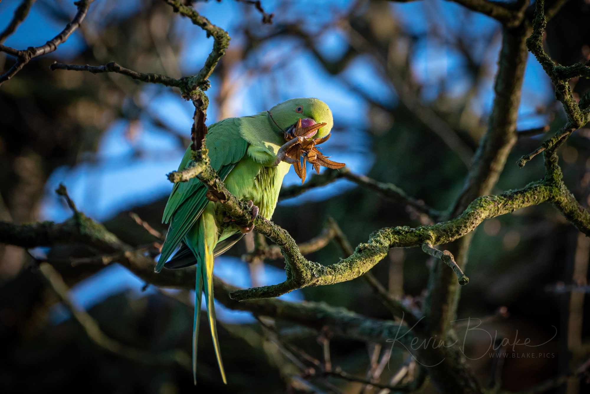 Parakeet in Cassiobury Park