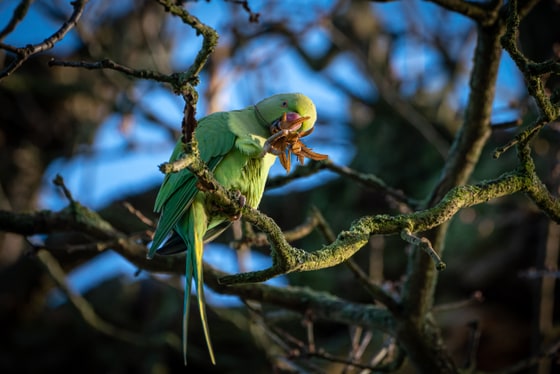 Parakeet in Cassiobury Park