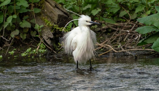 Kingfisher and other bird photography (birds gallery)