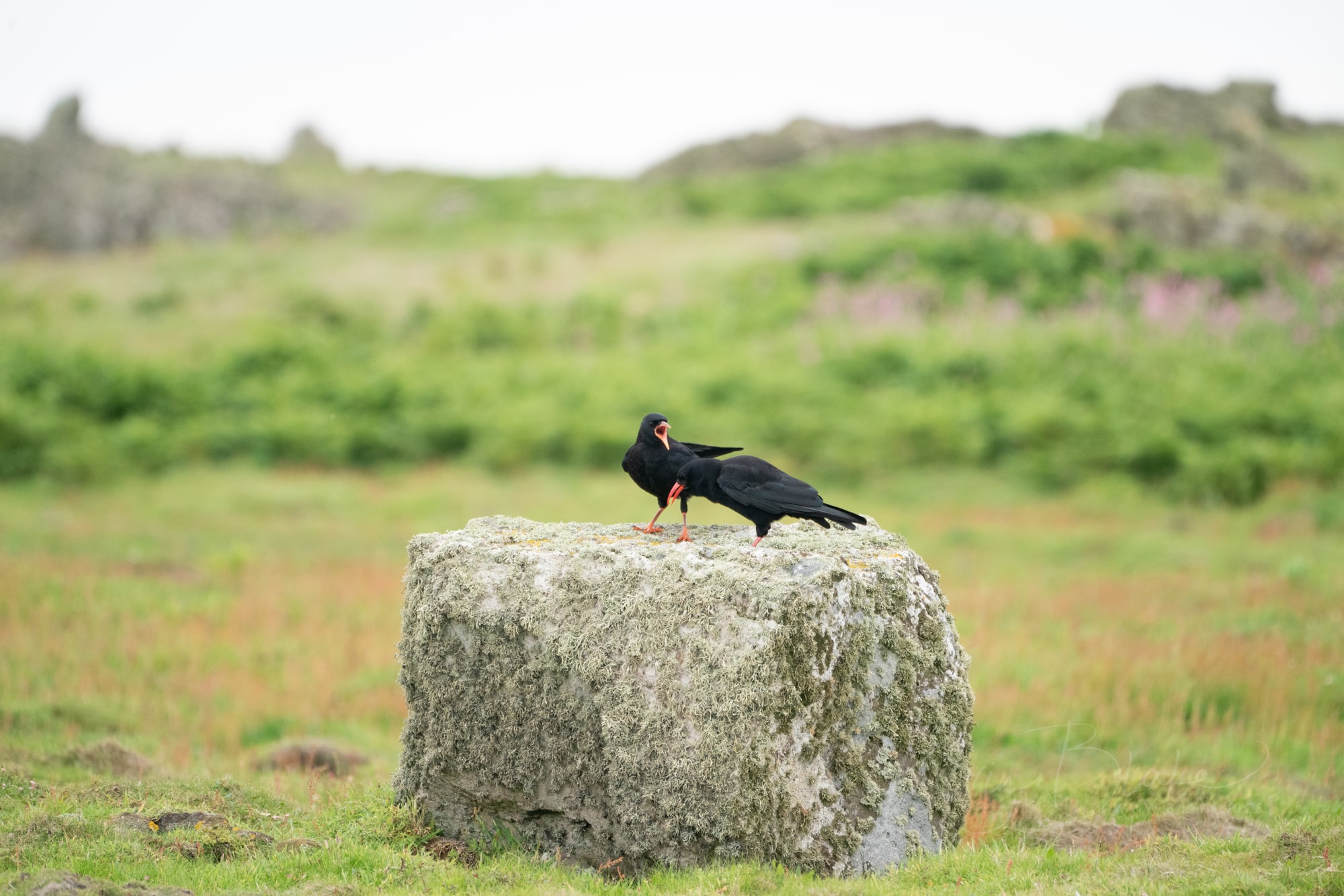 June Pembrokeshire 13